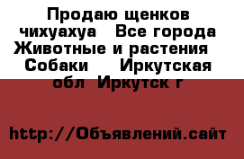 Продаю щенков чихуахуа - Все города Животные и растения » Собаки   . Иркутская обл.,Иркутск г.